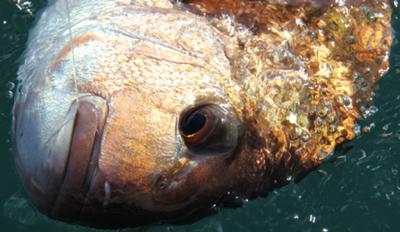 Snapper on the line