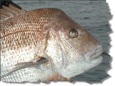 Fishing FutureSearch update