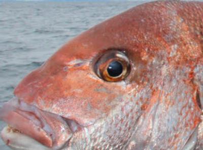Foresenic team nails commercial dumping of snapper