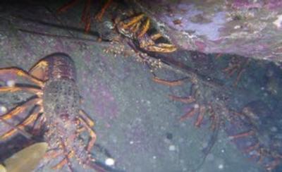 NIWA 42 day biodiversity survey