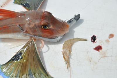 Mystery prawn: Aussie invaders?