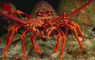 Rock lobster catch limits announced