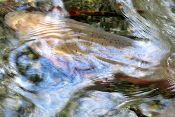 Rotorua trout start spawning runs