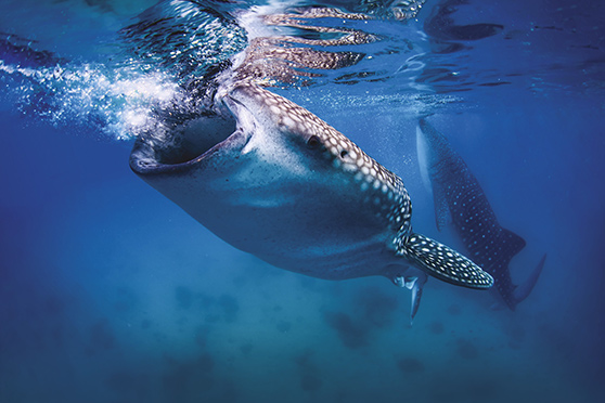 Saltwater Fish Food Chains