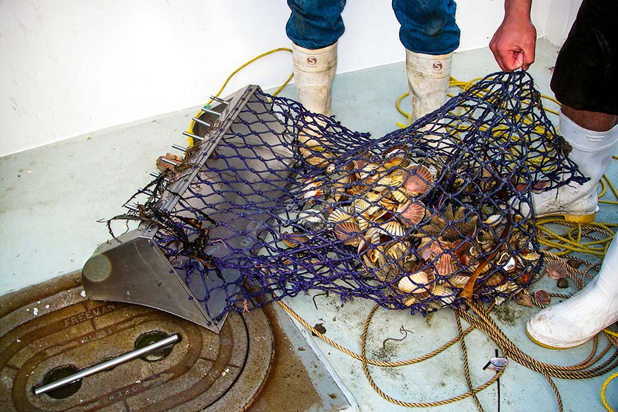 Northern Scallop Beds Collapse The Fishing site