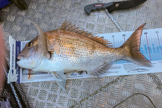 DB Export NZ Fishing Comp update