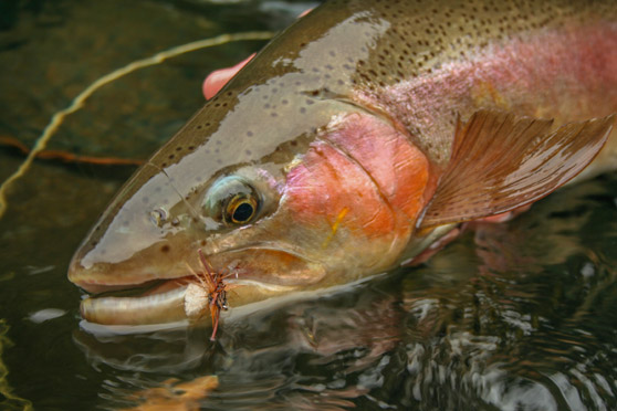 Using cicadas for Trout