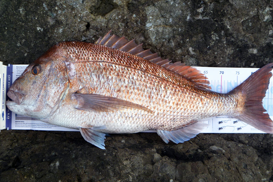 IGFA introduces Junior WR Length Categories&nbsp;