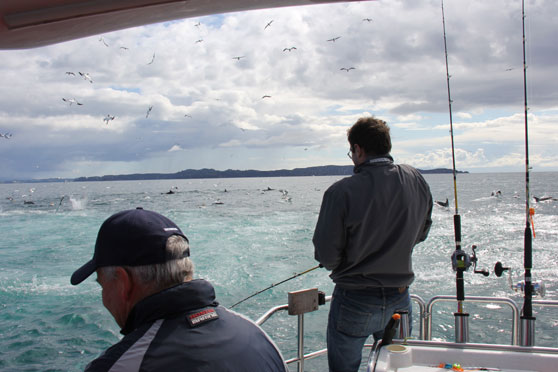 Snapper Fishing - Finding Work-Ups