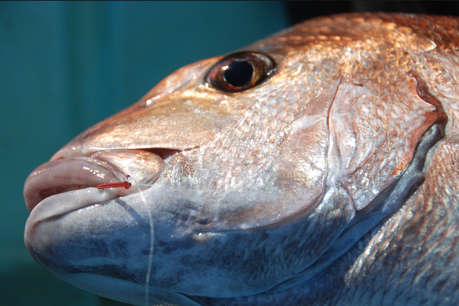 Mustad MustHave Tools & Accessories The Fishing site