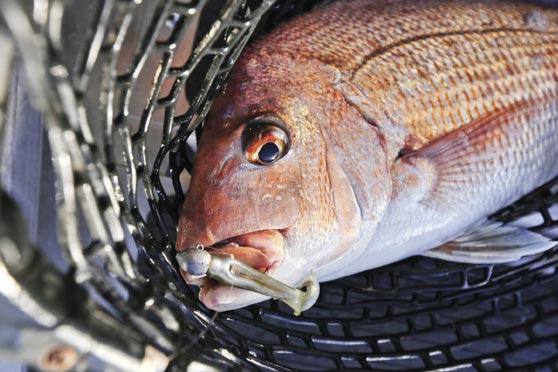 Softbaiting - why softbait size can make a difference