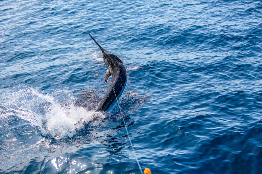 Picking the best lures for blue marlin - The Fishing Website