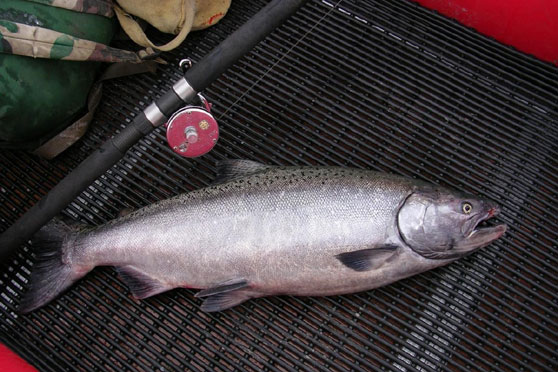 Salmon rules aligned