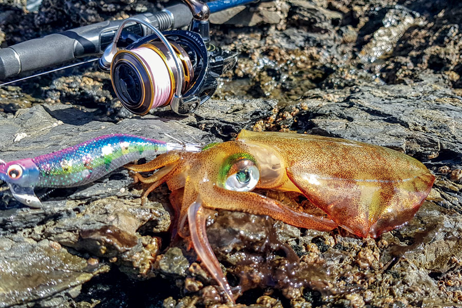 Squid fishing gear The Fishing site