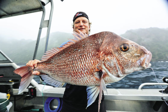 Using jack mackerel for livebait