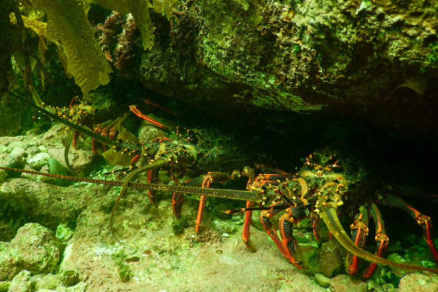 Northland Rock Lobster Changes Come Into Force