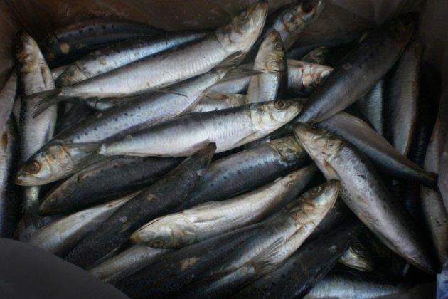 Bait - Long life pillies for camping trips