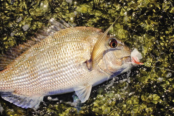 Surf-casting tips for finding fish