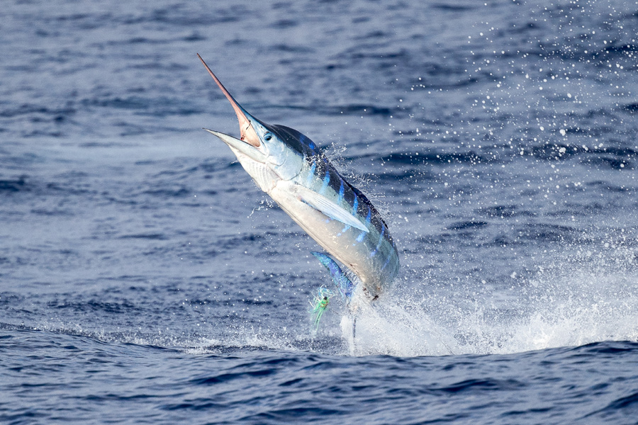 Help Stop Plans to Sell Marlin