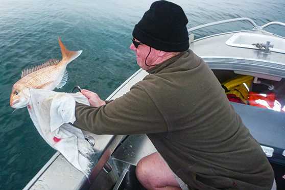 Do Released Snapper Survive?