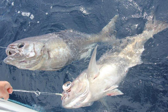 Wellington Fishing Report