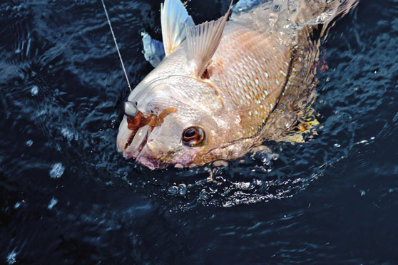 Softbaiting techniques