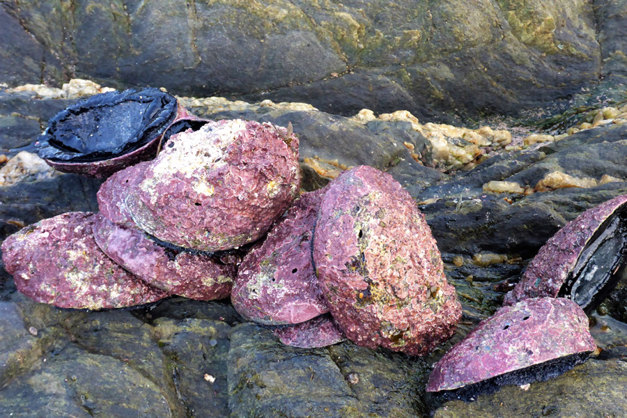 Fisheries Prosecutions Roundup