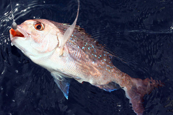 Choosing and fitting softbait tails