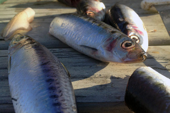 Snapper Fishing - using pilchards for bait