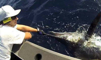 Season's first marlin tagged and released.