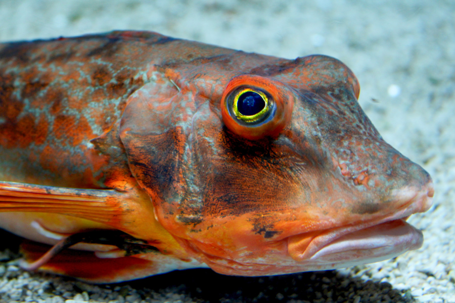 expert-tips-to-catch-gurnard-the-fishing-website