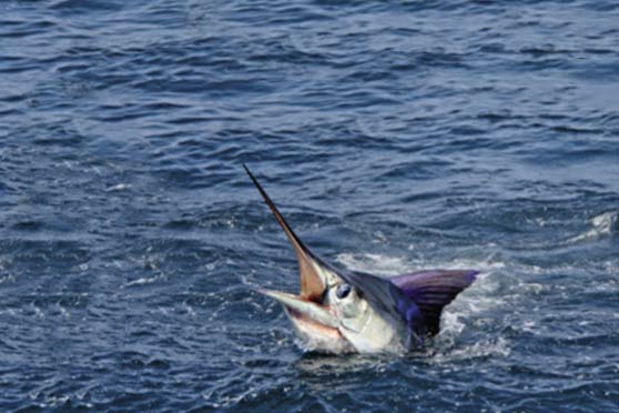 Gamefishing - Using a Dredge Part 2 - The Fishing Website