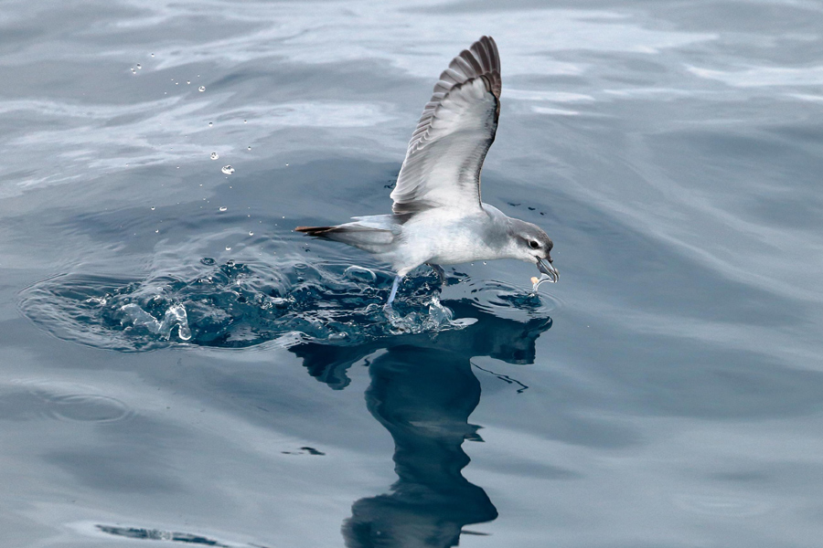 Skipper Prosecuted for Striking Protected Seabirds