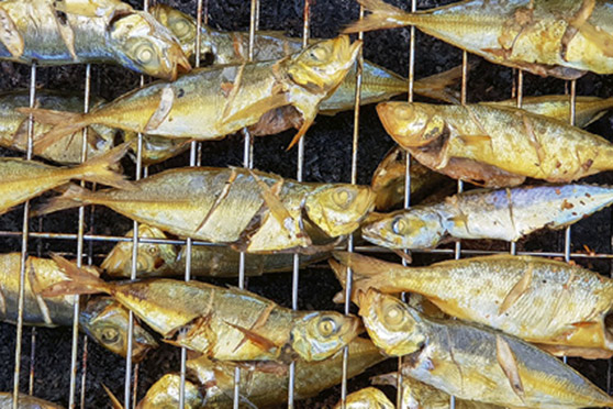 Can you eat baitfish?