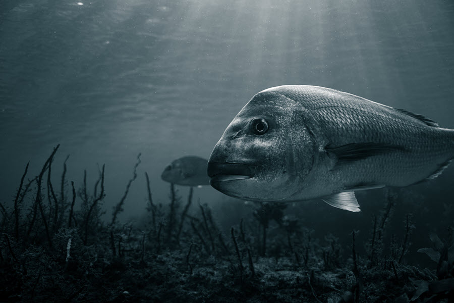 Analysis: The Fisheries Amendment Bill Debate