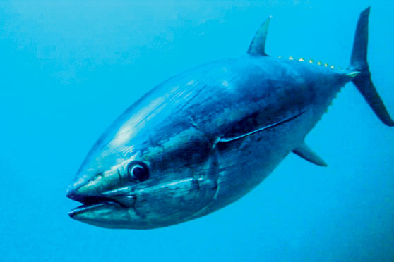 Bluefin tuna limit now one