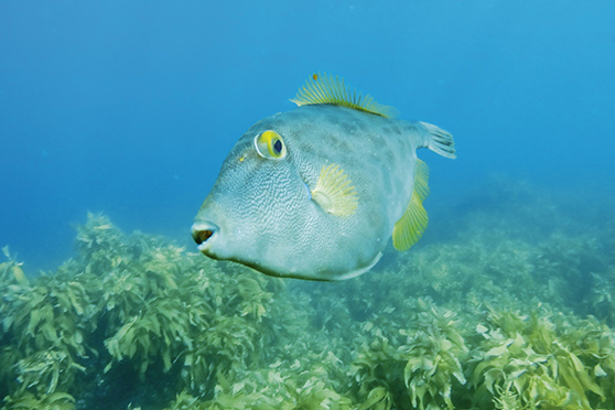 New Zealand Reef fish - The Fishing Website