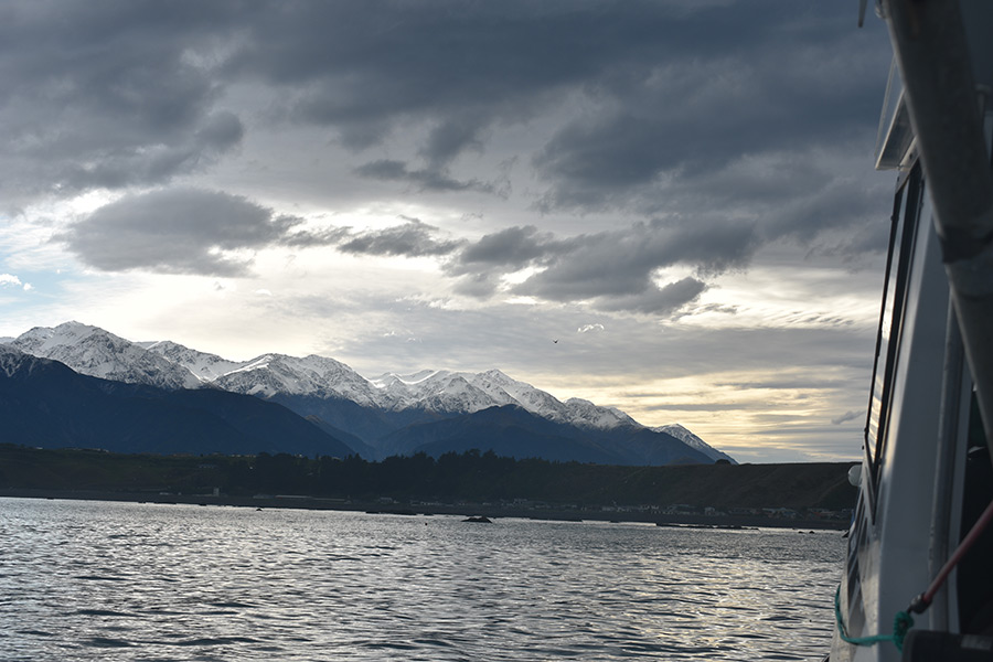 Kaikoura Paua Back on Menu