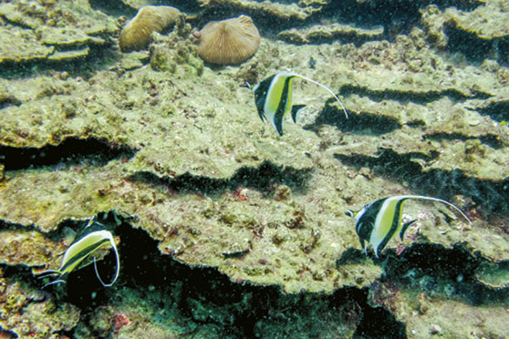 Moorish Idol (Zanclus cornutus) profile