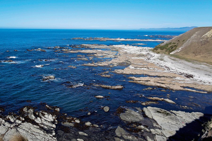 Strict Rules around new Kaikoura Paua Season The Fishing site