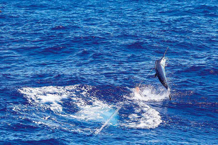 Catching Striped Marlin on Lures - Part 1 - The Fishing Website