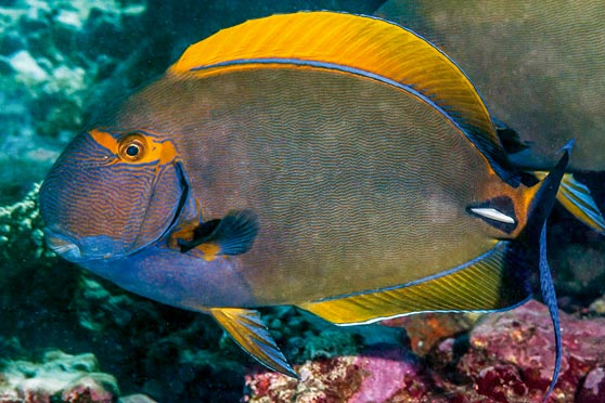 Eye-stripe surgeonfish