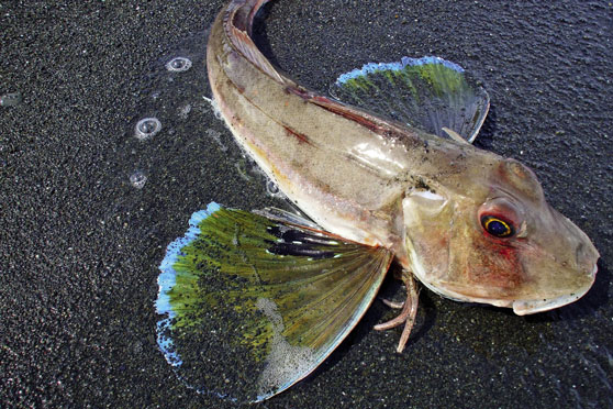 Surfcasting advice