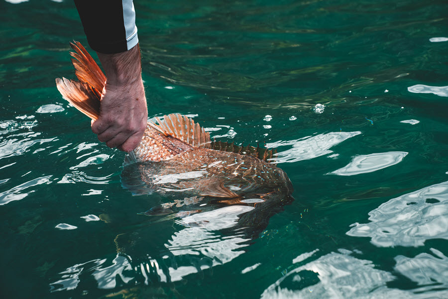 New Research Quantifies Recreational Snapper Release & Mortality