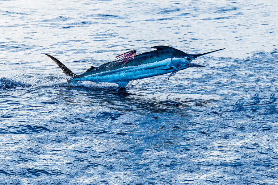Game lure hook rigs