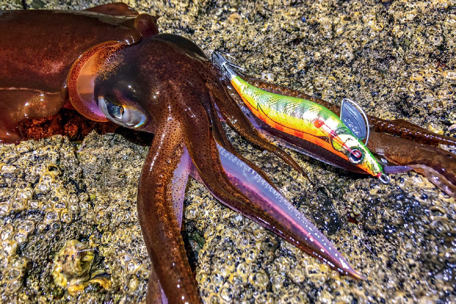 How to select squid jigs