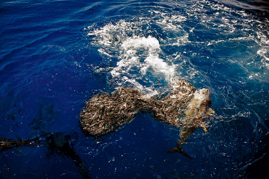 What scents work best for fishing The Fishing site