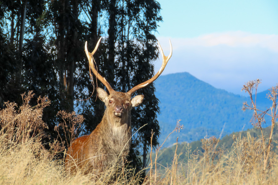 Rod and Rifle Season