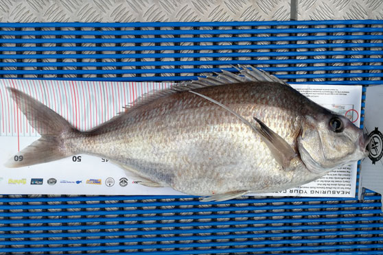 DB Export NZ Fishing Comp update: New year, same comp!