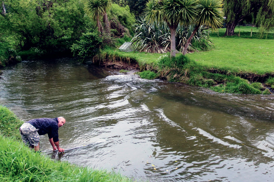 Whitebait season The Fishing site